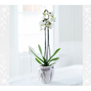 Hazırlanışa Göre